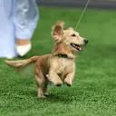 Leo enjoying the astroturf at the Miami Grand Prix