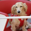 Leo has become a familiar face in the paddock