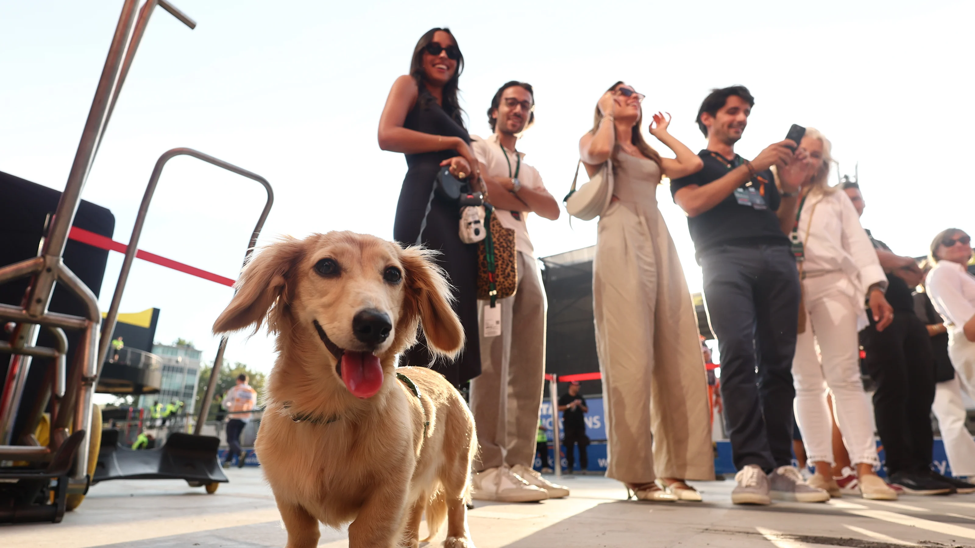 Leo, dog of Charles Leclerc and Alexandra Saint Mleux, after the Formula 1 Italian Grand Prix at
