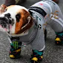 A fans interpretation of Lewis Hamilton's dog Roscoe. Formula One World Championship, Rd15, Japanese Grand Prix, Practice, Suzuka, Japan, Friday, 3 October 2014 © Sutton Images. No reproduction without permission