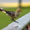 Not just kiwis: birds were a childhood fascination for Hartley