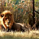 Lion - the film of the same name made Vettel weep