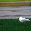 Seagull. Formula One World Championship, Rd1, Australian Grand Prix, Qualifying, Albert Park, Melbourne, Australia, Saturday 16 March 2013. © Sutton Motorsport Images