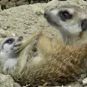 Photo by Carlos Sainz