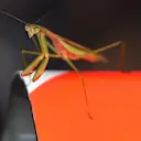 Insect at Red Bull Racing at Formula One World Championship, Rd14, Japanese Grand Prix, Practice, Suzuka, Japan, Friday 25 September 2015. © Sutton Motorsport Images