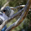 A koala bear soft toy on a tree at Formula One World Championship, Rd1, Australian Grand Prix, Race, Albert Park, Melbourne, Australia, Sunday 20 March 2016. © Sutton Motorsport Images