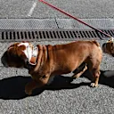 Lewis Hamilton (GBR) Mercedes AMG F1 with his dogs Coco and Roscoe at Formula One World Championship, Rd13, Belgian Grand Prix, Preparations, Spa Francorchamps, Belgium, Thursday 25 August 2016. © Sutton Images