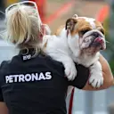 Roscoe, the dog of Lewis Hamilton (GBR) Mercedes AMG F1 at Formula One World Championship, Rd18, United States Grand Prix, Preparations, Circuit of the Americas, Austin, Texas, USA, Thursday 20 October 2016. © Sutton Images