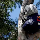 Koala bear with Red Bull Racing shirt at Formula One World Championship, Rd1, Australian Grand Prix, Qualifying, Albert Park, Melbourne, Australia, Saturday 25 March 2017. © Sutton Motorsport Images