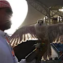 Bird of prey at Formula One World Championship, Rd3, Bahrain Grand Prix Race, Bahrain International Circuit, Sakhir, Bahrain, Sunday 16 April 2017. © Sutton Motorsport Images