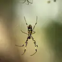 Spider at Formula One World Championship, Rd16, Japanese Grand Prix, Practice, Suzuka, Japan, Friday 6 October 2017. © Kym Illman/Sutton Images