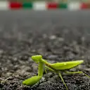 Praying mantis at Formula One World Championship, Rd16, Japanese Grand Prix, Preparations, Suzuka, Japan, Thursday 5 October 2017. © Kym Illman/Sutton Images