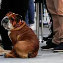 Lewis Hamilton (GBR) Mercedes AMG F1 and Coco the dog at Formula One Testing, Day One, Barcelona, Spain, 7 March 2017. © Sutton Images