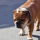 CIRCUIT DE BARCELONA-CATALUNYA, SPAIN - FEBRUARY 28: Roscoe, the dog of Lewis Hamilton, Mercedes AMG F1 during the Barcelona February testing II at Circuit de Barcelona-Catalunya on February 28, 2019 in Circuit de Barcelona-Catalunya, Spain. (Photo by Jerry Andre / Sutton Images)