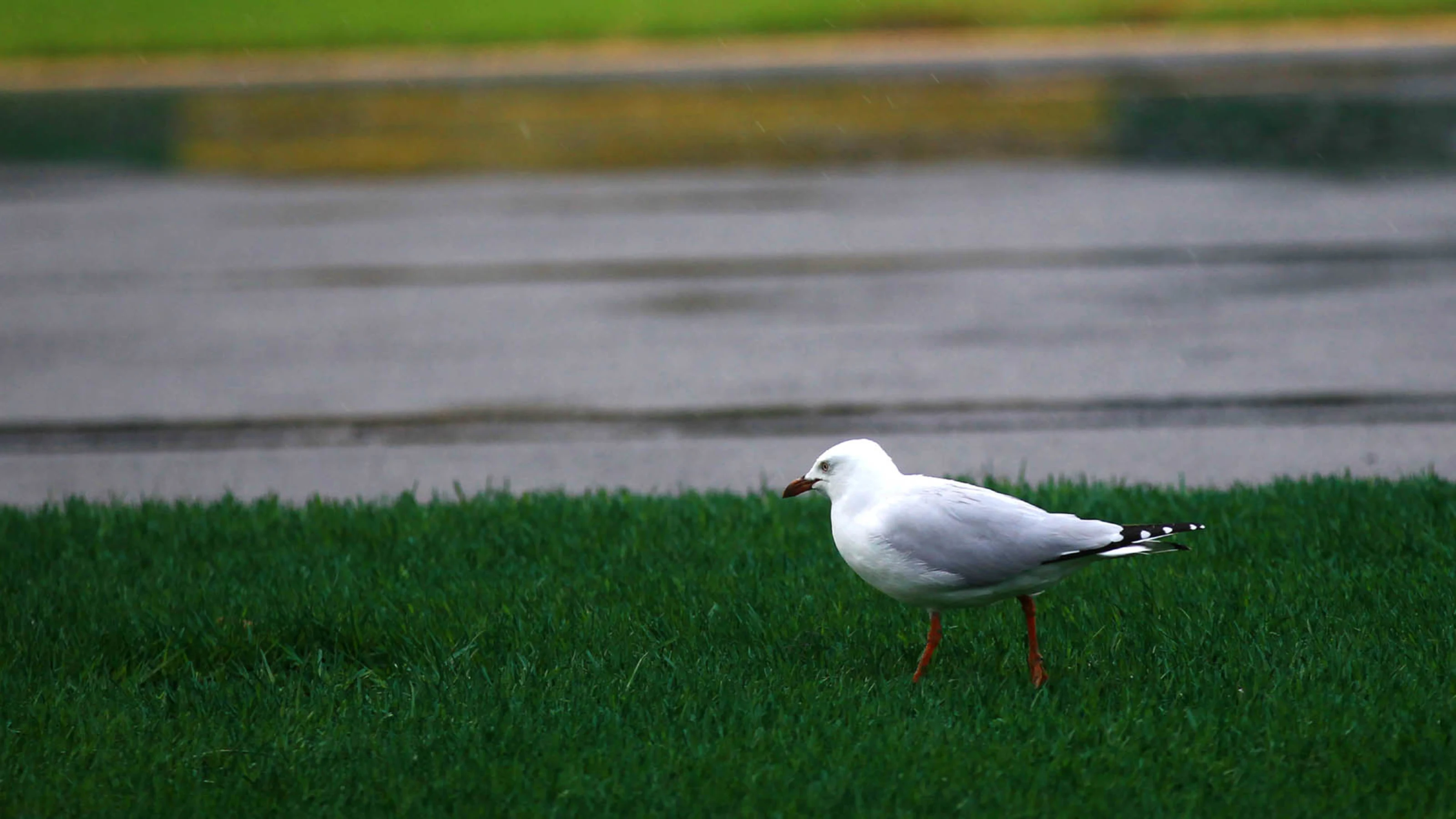 Seagull. Formula One World Championship, Rd1, Australian Grand Prix, Qualifying, Albert Park,