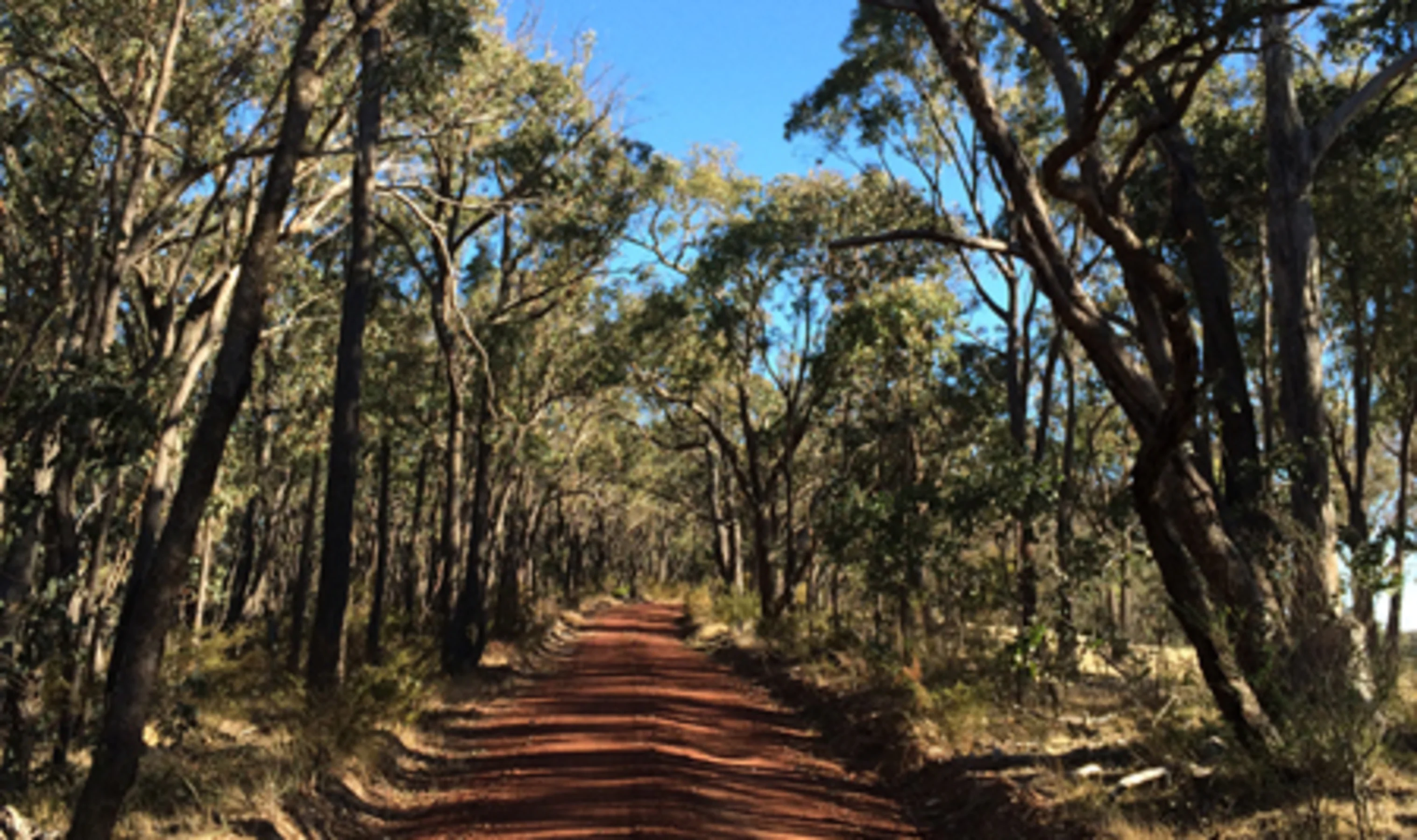 Shot taken by Jenson Button while mountain biking in Hepburn Springs, Australia.