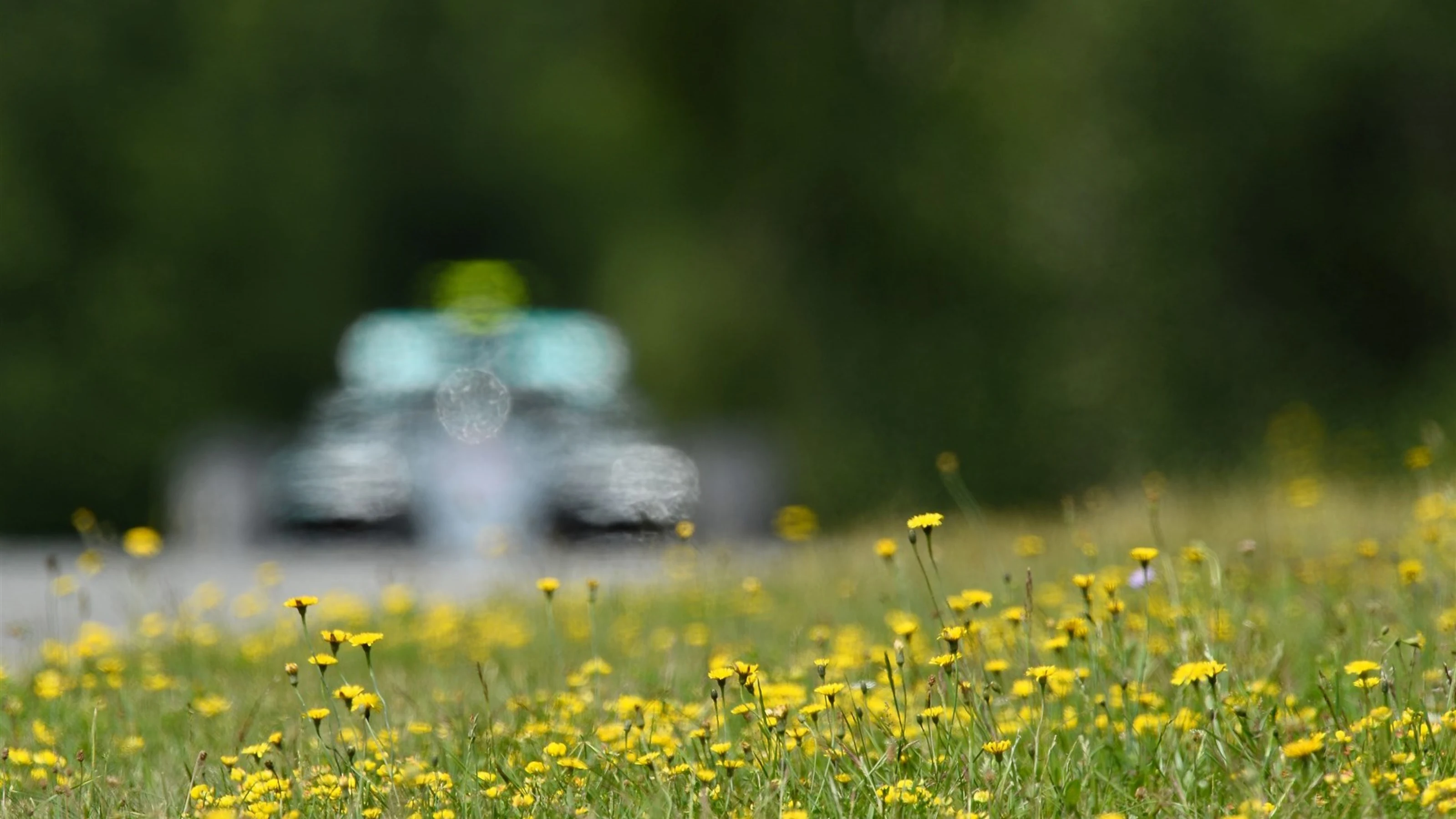 Flowers with Nico Rosberg (GER) Mercedes AMG F1 W06 in action in the background at Formula One