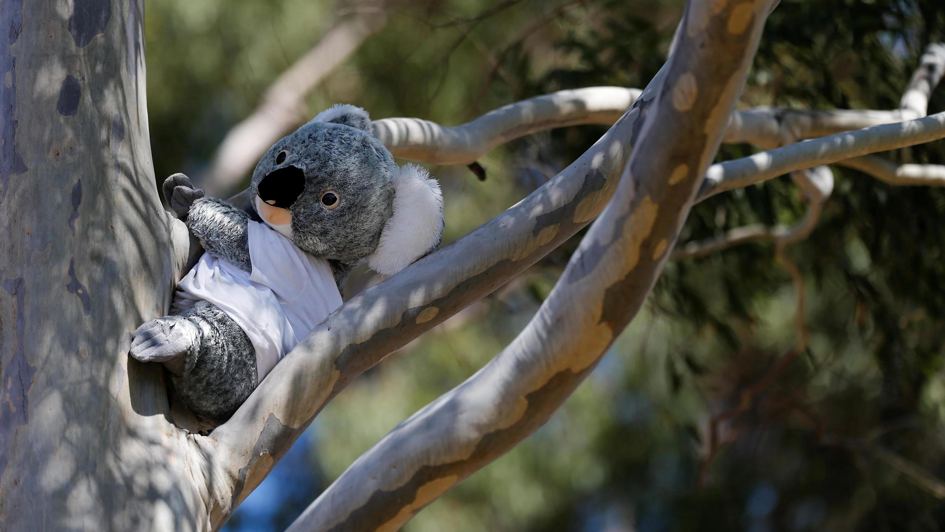 A koala bear soft toy on a tree at Formula One World Championship, Rd1, Australian Grand Prix,