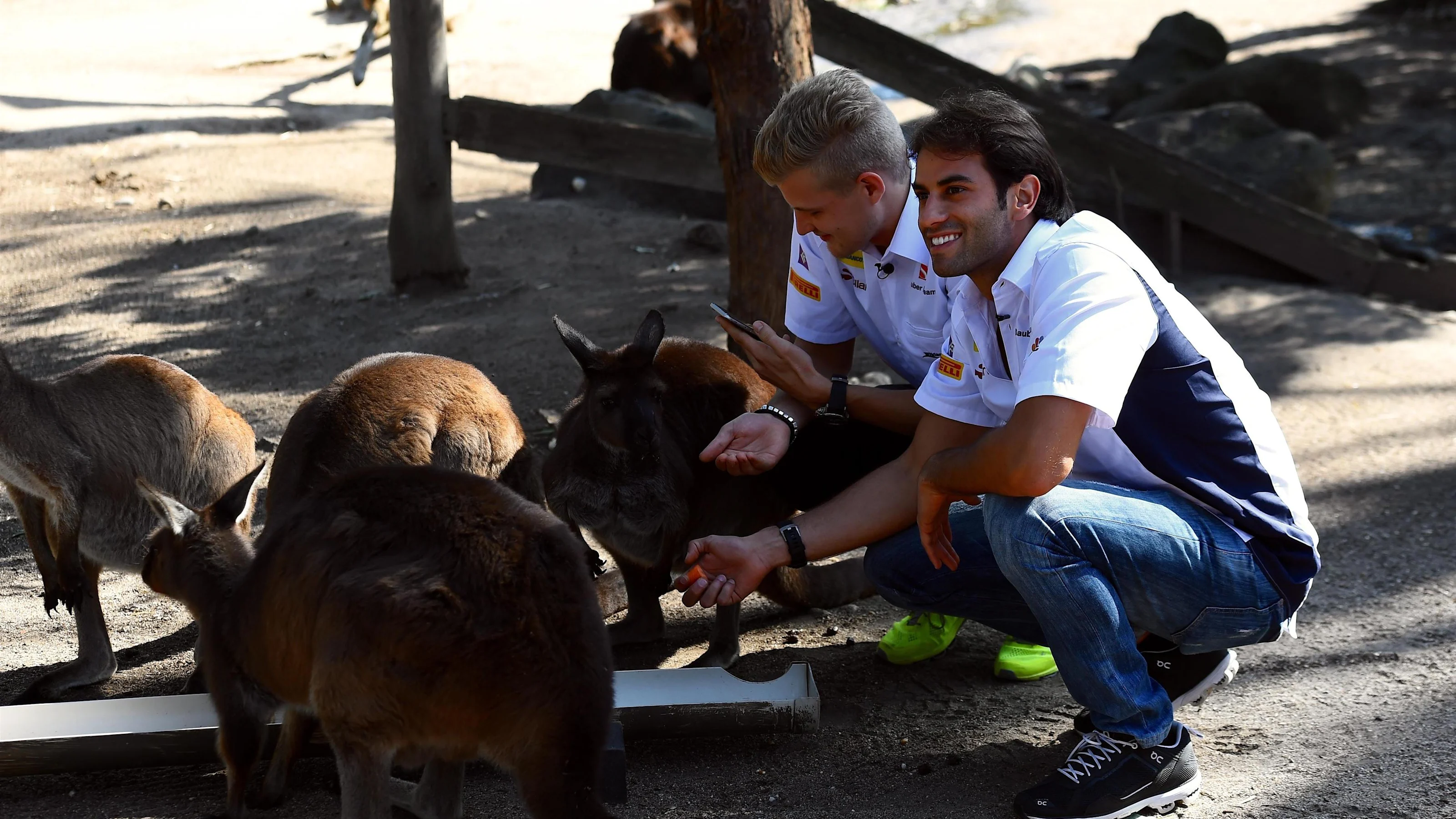 Marcus Ericsson (SWE) Sauber and Felipe Nasr (BRA) Sauber visit Melbourne Zoo and feed Kangaroos at