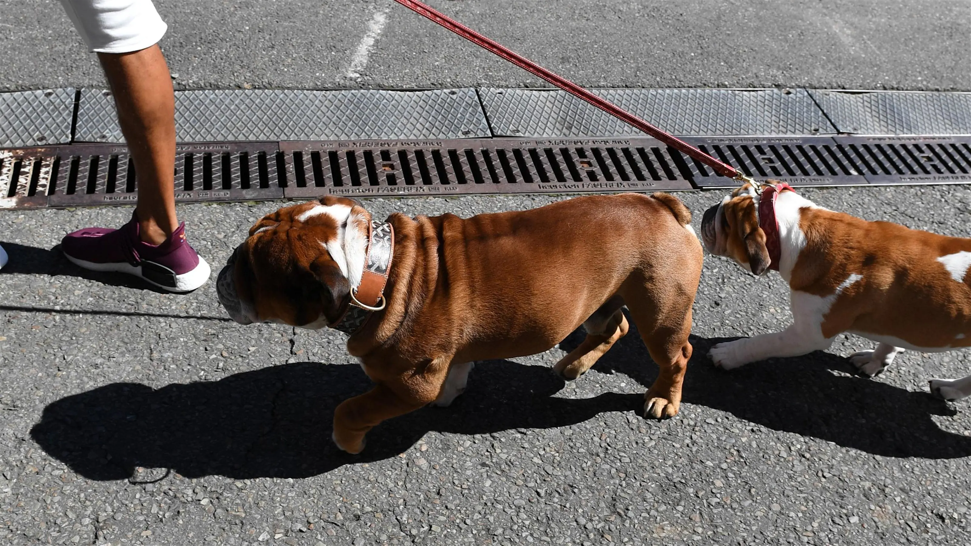 Lewis Hamilton (GBR) Mercedes AMG F1 with his dogs Coco and Roscoe at Formula One World