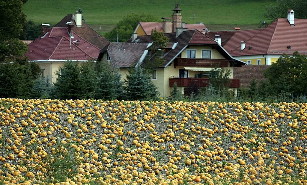 KLAGENFURT, AUSTRIA - SEPTEMBER 05: Ripe pumpkins cover a field on September 5, 2007 at St. Donat