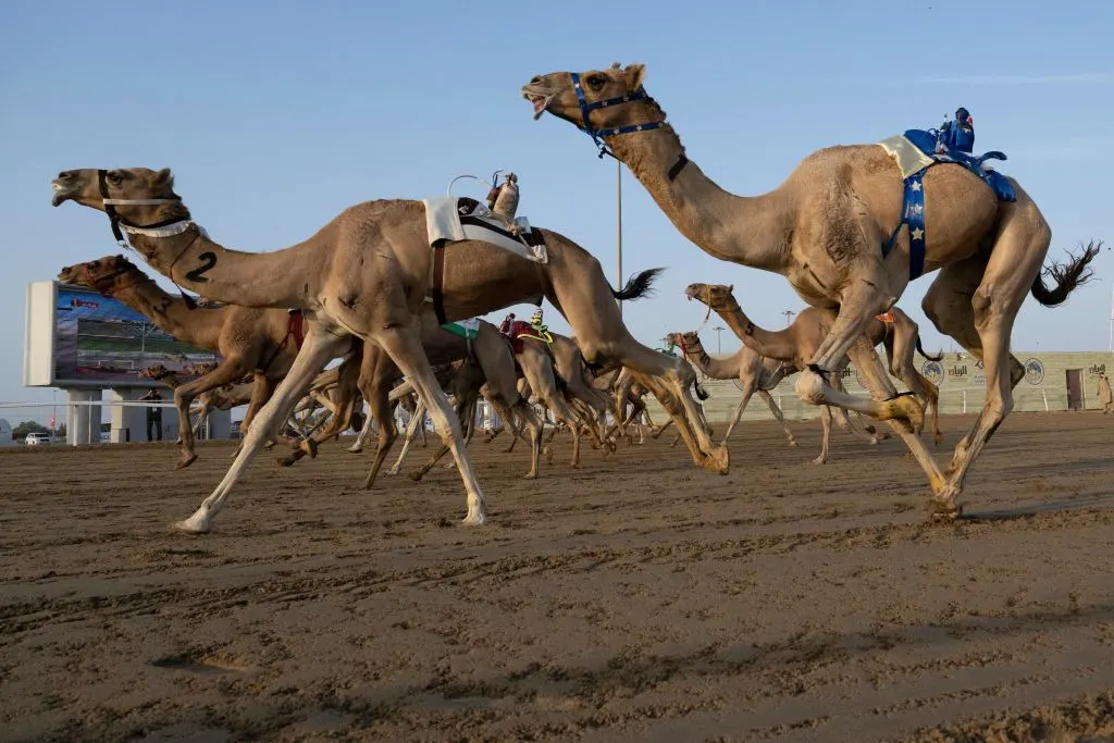 Camels fitted with robot jockeys compete during a race in Al Sheehaniya municipality in Doha on