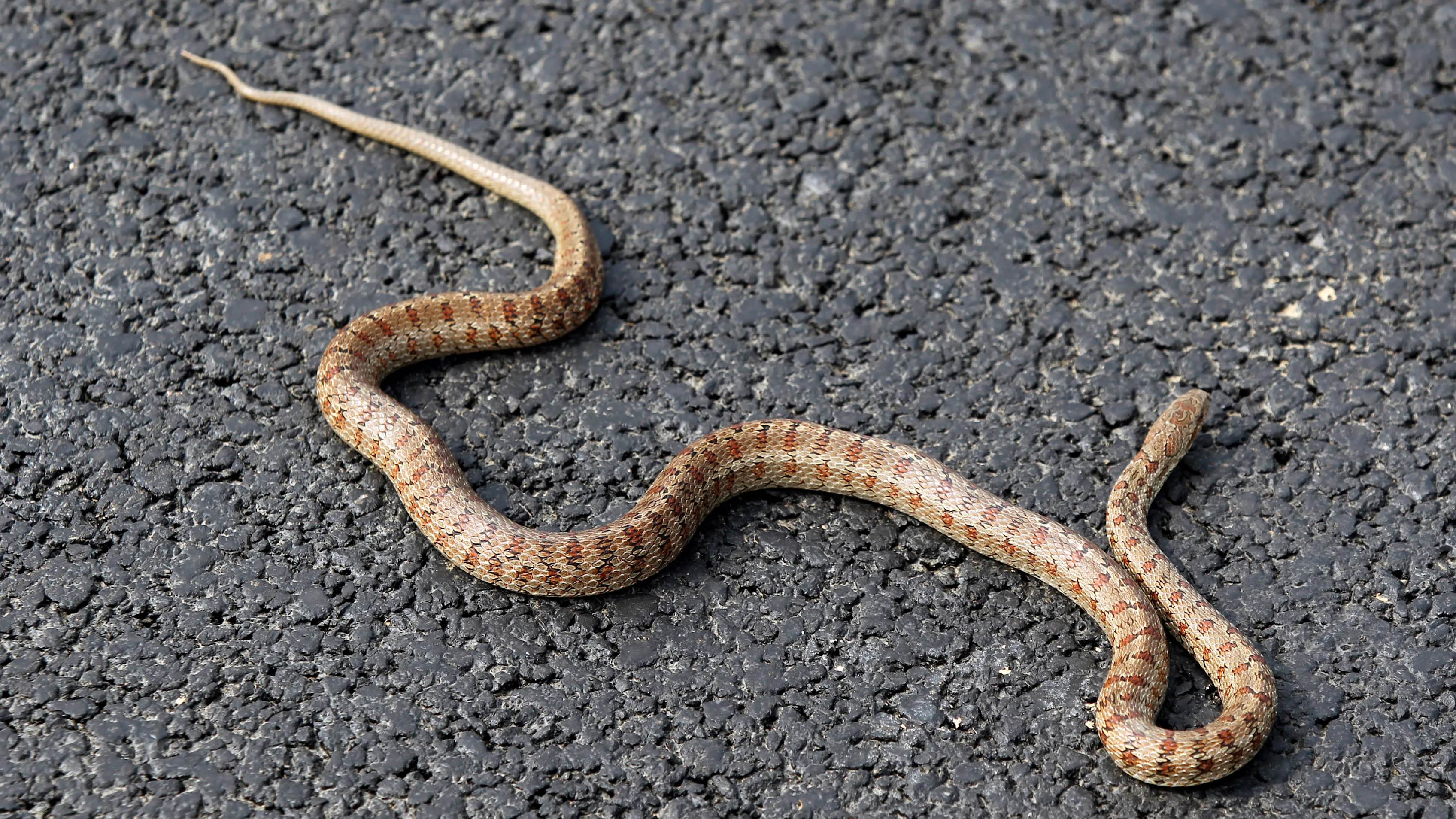 Korea International Circuit, Yeongam-Gun,South Korea.
21st October 2010.
A snake on the new