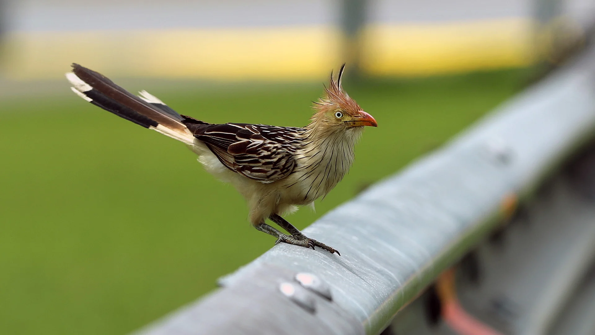 Not just kiwis: birds were a childhood fascination for Hartley