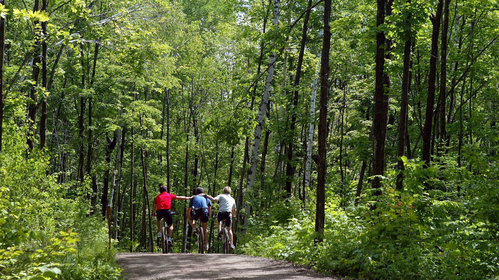 Forest cycling: a buzz for Brendon