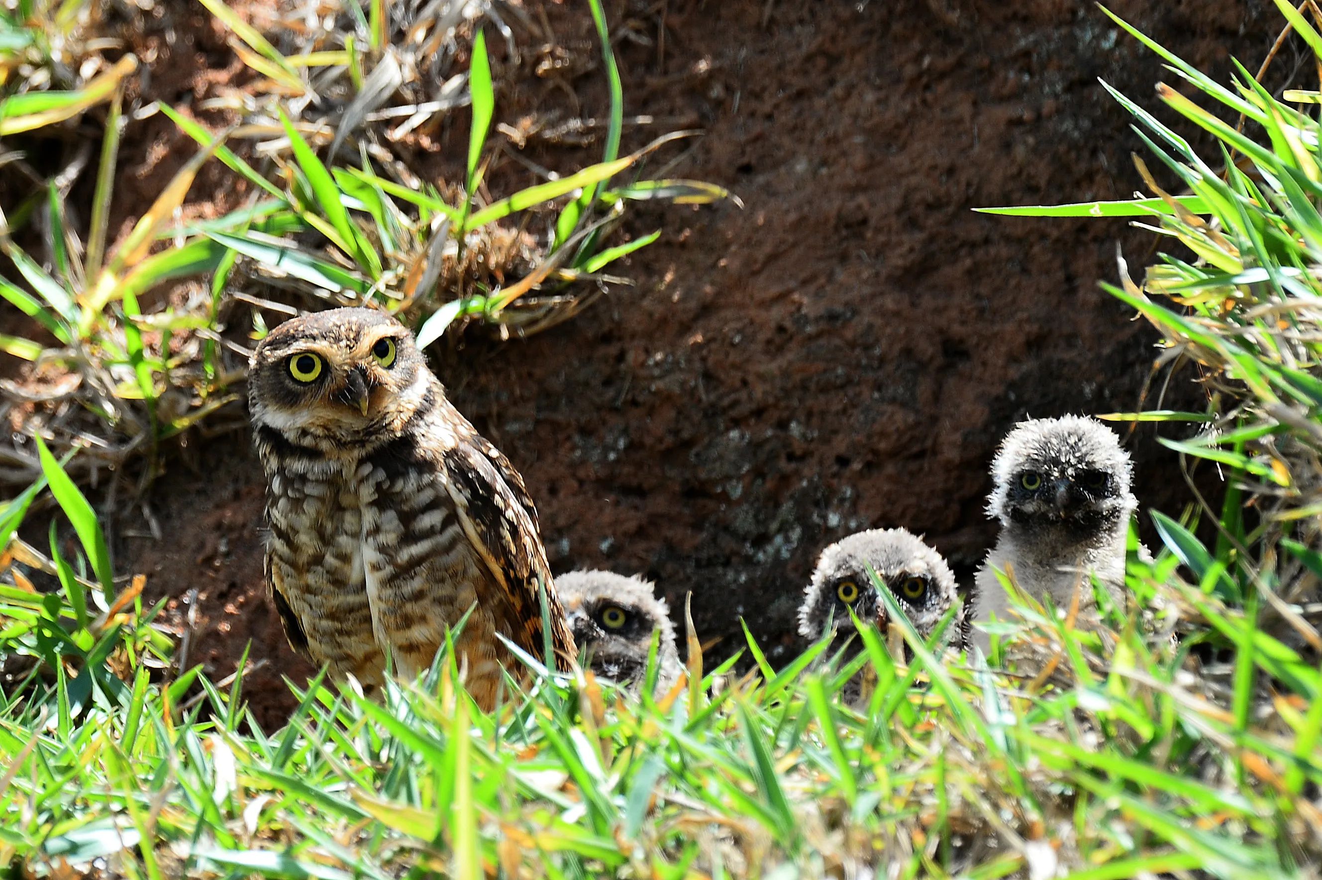 An owl and chicks. Formula One World Championship, Rd18, Brazilian Grand Prix, Practice, Sao