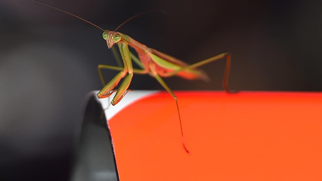 Insect at Red Bull Racing at Formula One World Championship, Rd14, Japanese Grand Prix, Practice, Suzuka, Japan, Friday 25 September 2015. © Sutton Motorsport Images