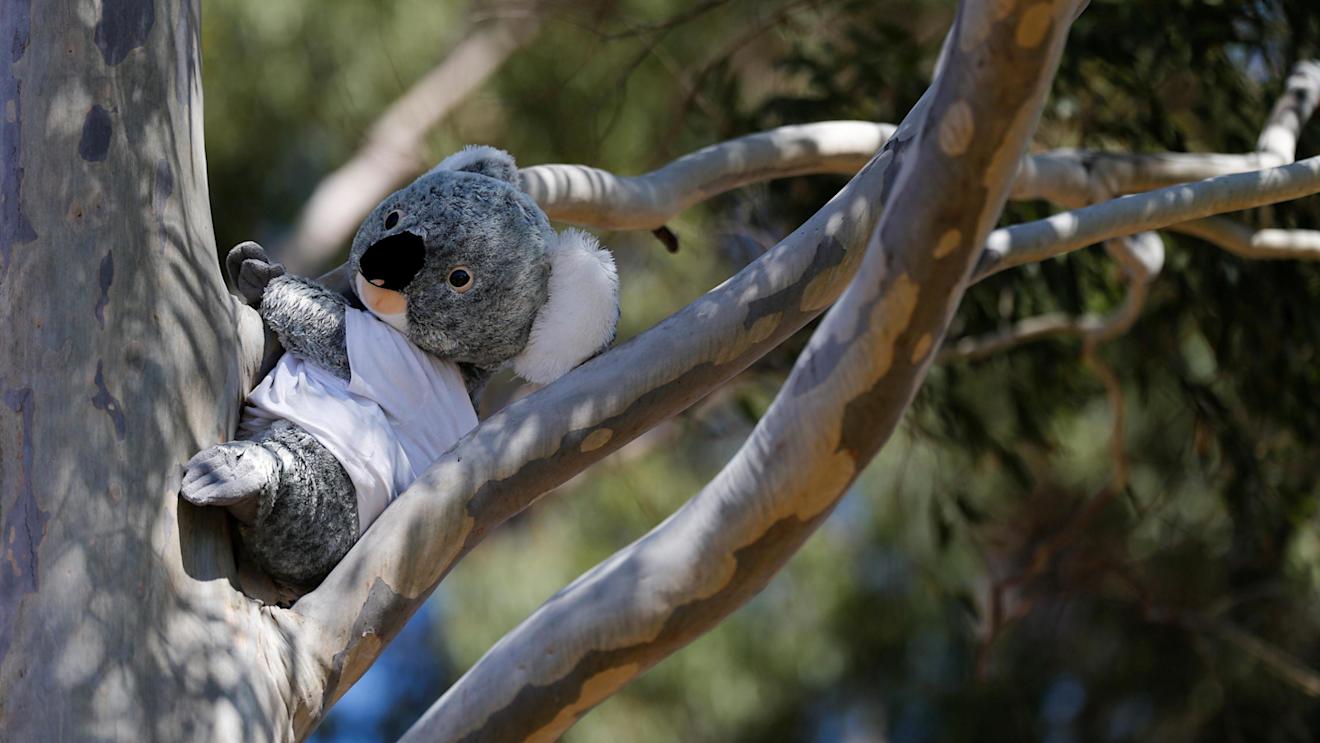 A koala bear soft toy on a tree at Formula One World Championship, Rd1, Australian Grand Prix, Race, Albert Park, Melbourne, Australia, Sunday 20 March 2016. © Sutton Motorsport Images