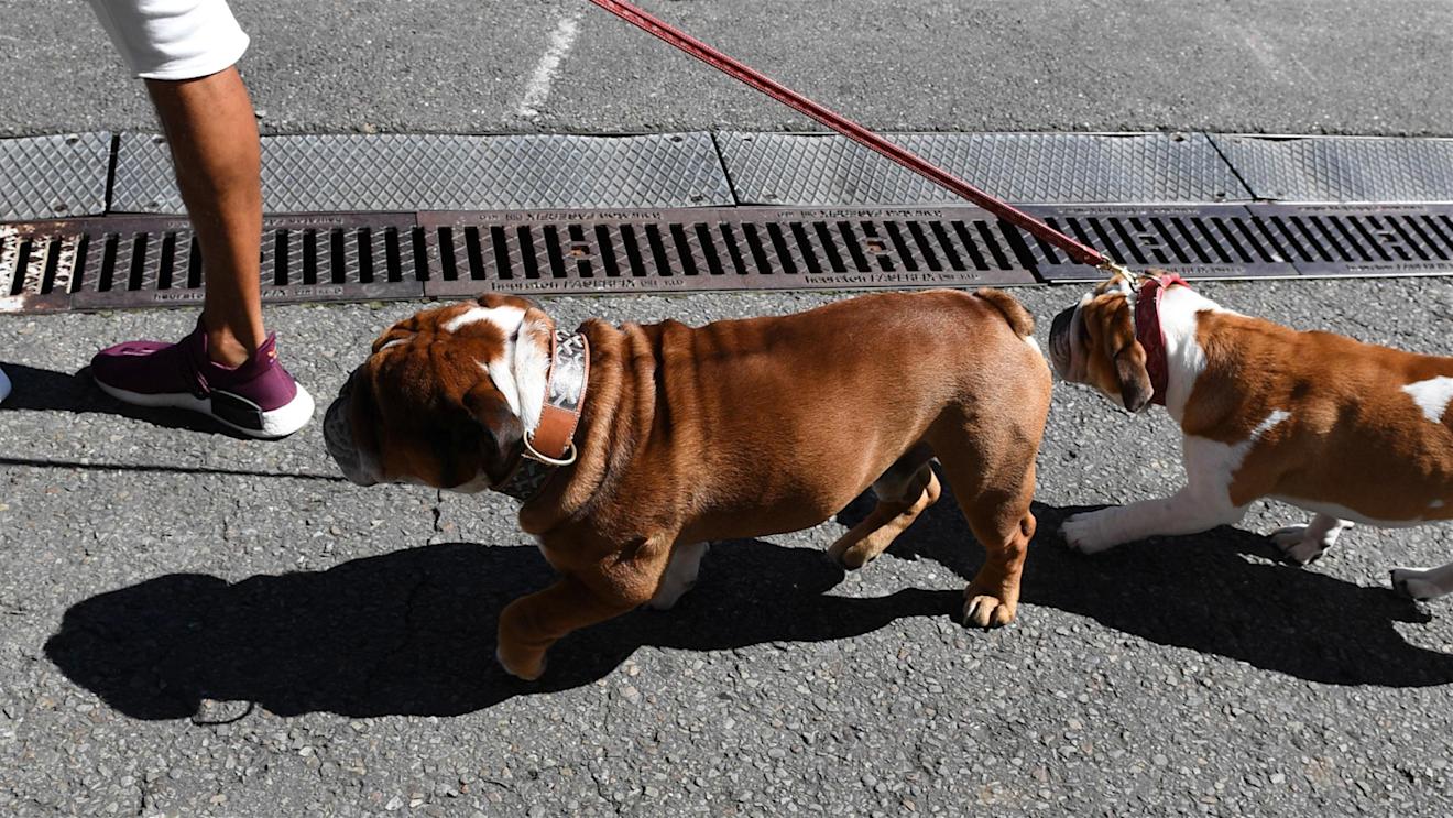 Lewis Hamilton (GBR) Mercedes AMG F1 with his dogs Coco and Roscoe at Formula One World Championship, Rd13, Belgian Grand Prix, Preparations, Spa Francorchamps, Belgium, Thursday 25 August 2016. © Sutton Images