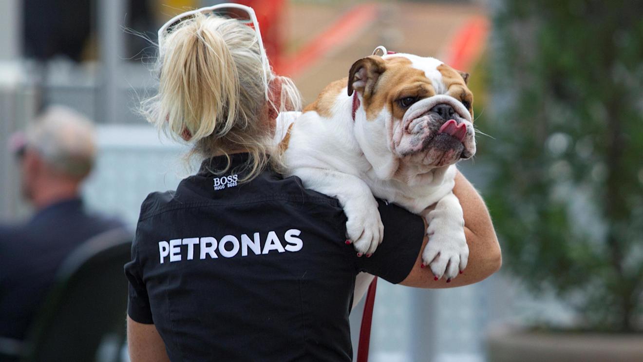 Roscoe, the dog of Lewis Hamilton (GBR) Mercedes AMG F1 at Formula One World Championship, Rd18, United States Grand Prix, Preparations, Circuit of the Americas, Austin, Texas, USA, Thursday 20 October 2016. © Sutton Images