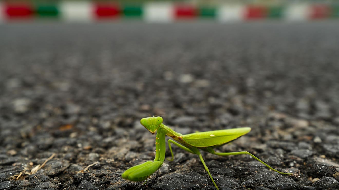 Praying mantis at Formula One World Championship, Rd16, Japanese Grand Prix, Preparations, Suzuka, Japan, Thursday 5 October 2017. © Kym Illman/Sutton Images