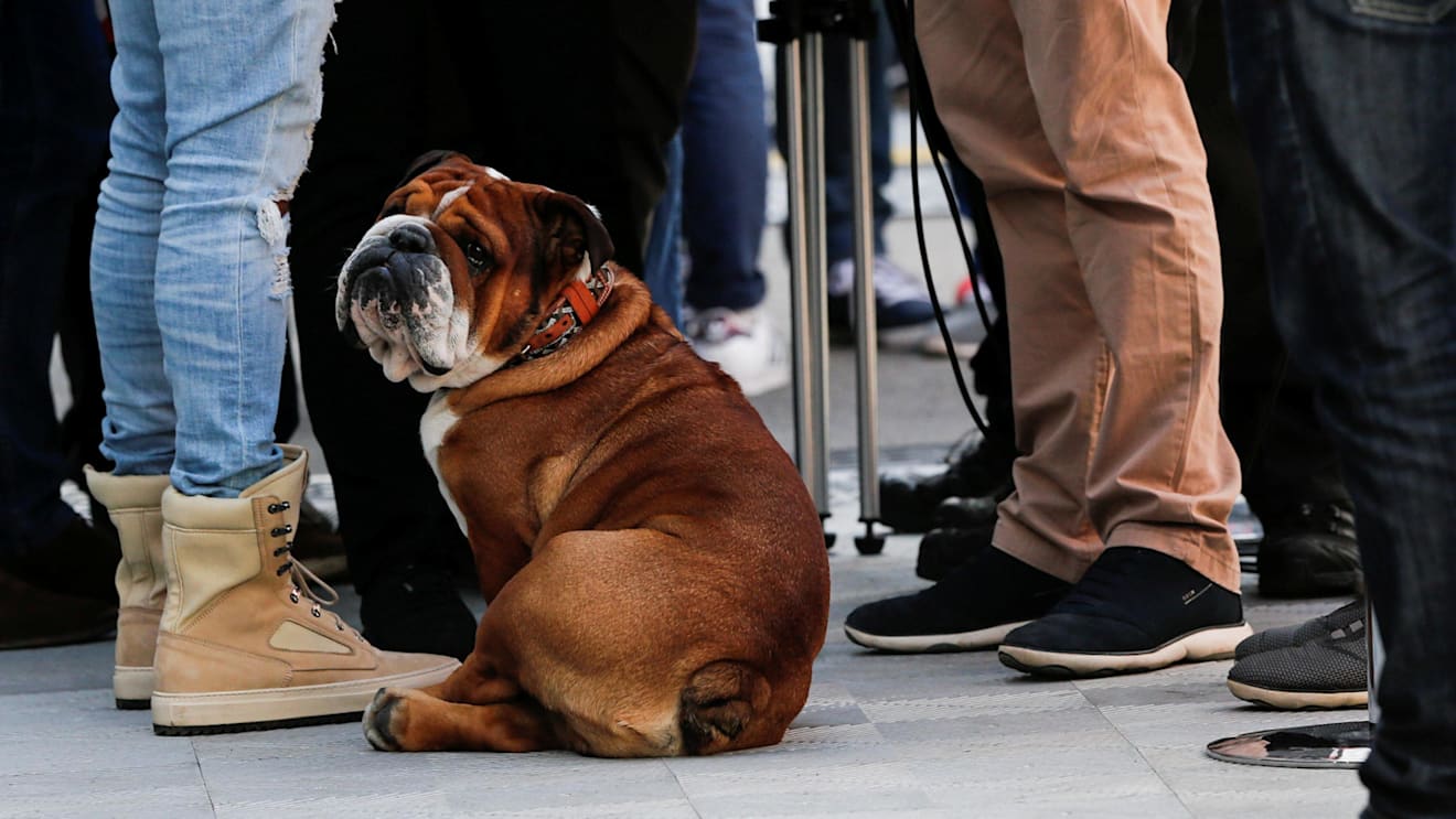Lewis Hamilton (GBR) Mercedes AMG F1 and Coco the dog at Formula One Testing, Day One, Barcelona, Spain, 7 March 2017. © Sutton Images