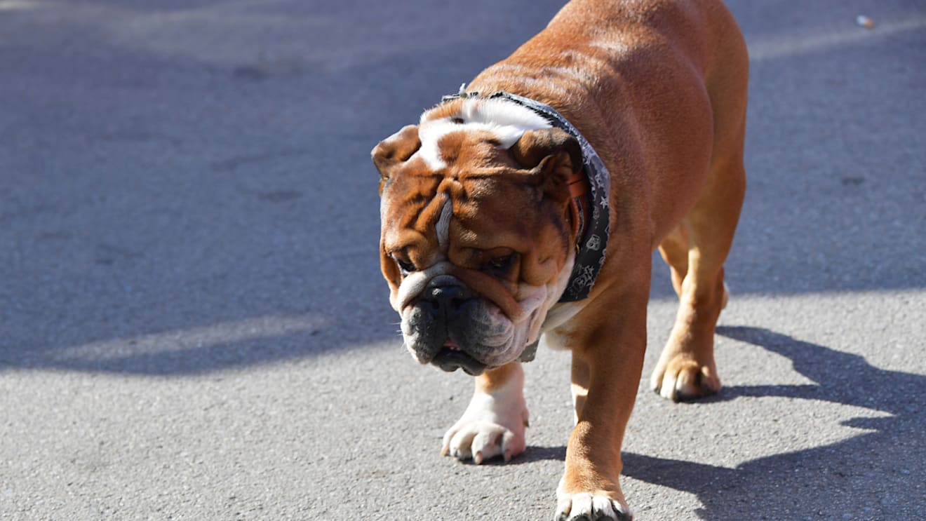 CIRCUIT DE BARCELONA-CATALUNYA, SPAIN - FEBRUARY 28: Roscoe, the dog of Lewis Hamilton, Mercedes AMG F1 during the Barcelona February testing II at Circuit de Barcelona-Catalunya on February 28, 2019 in Circuit de Barcelona-Catalunya, Spain. (Photo by Jerry Andre / Sutton Images)