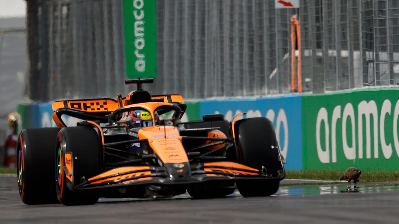 MONTREAL, QUEBEC - JUNE 08: Oscar Piastri of Australia driving the (81) McLaren MCL38 Mercedes next to a groundhog on track during qualifying ahead of the F1 Grand Prix of Canada at Circuit Gilles Villeneuve on June 08, 2024 in Montreal, Quebec. (Photo by Chris Graythen/Getty Images)