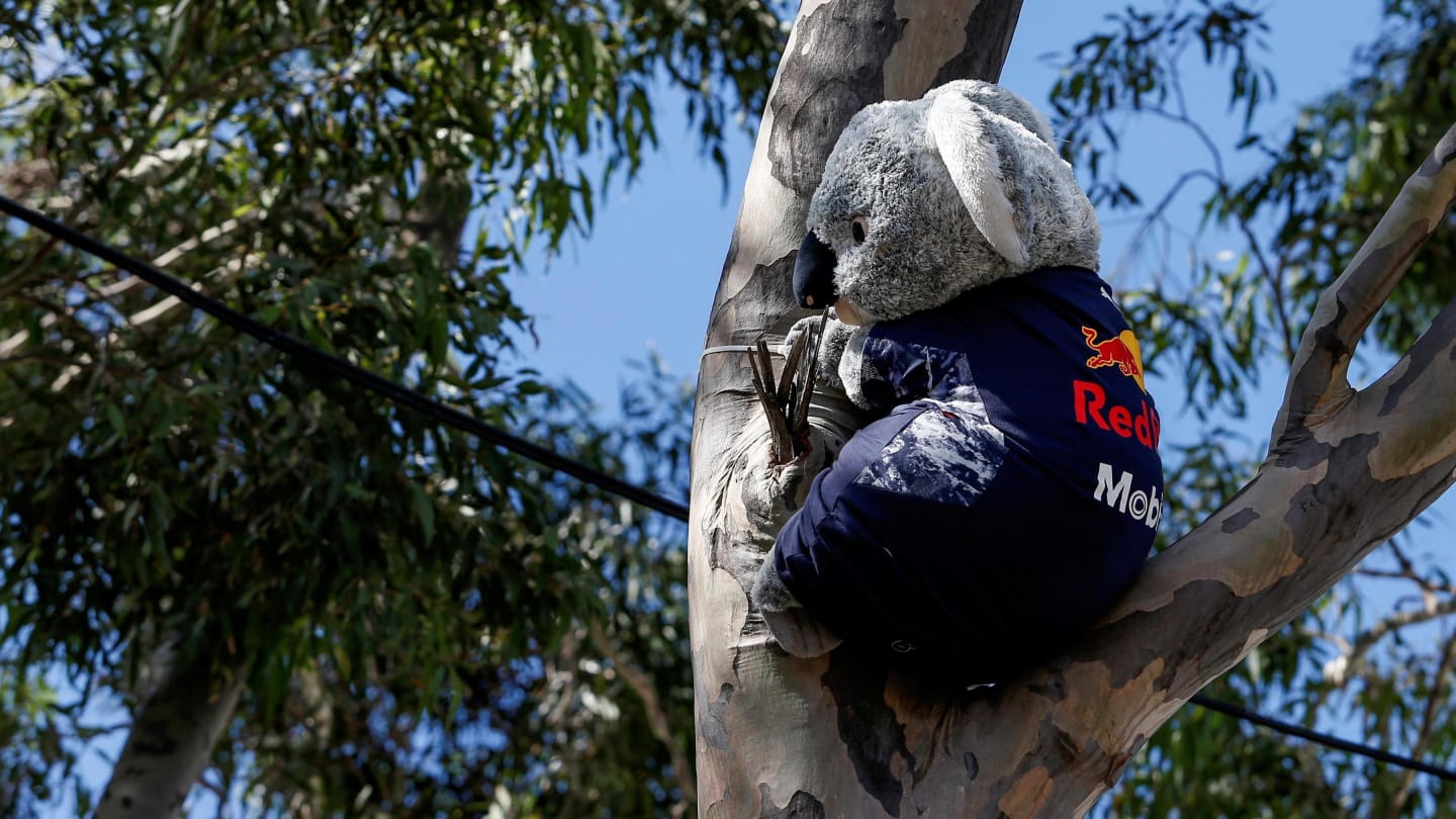 Koala bear with Red Bull Racing shirt at Formula One World Championship, Rd1, Australian Grand Prix, Qualifying, Albert Park, Melbourne, Australia, Saturday 25 March 2017. © Sutton Motorsport Images