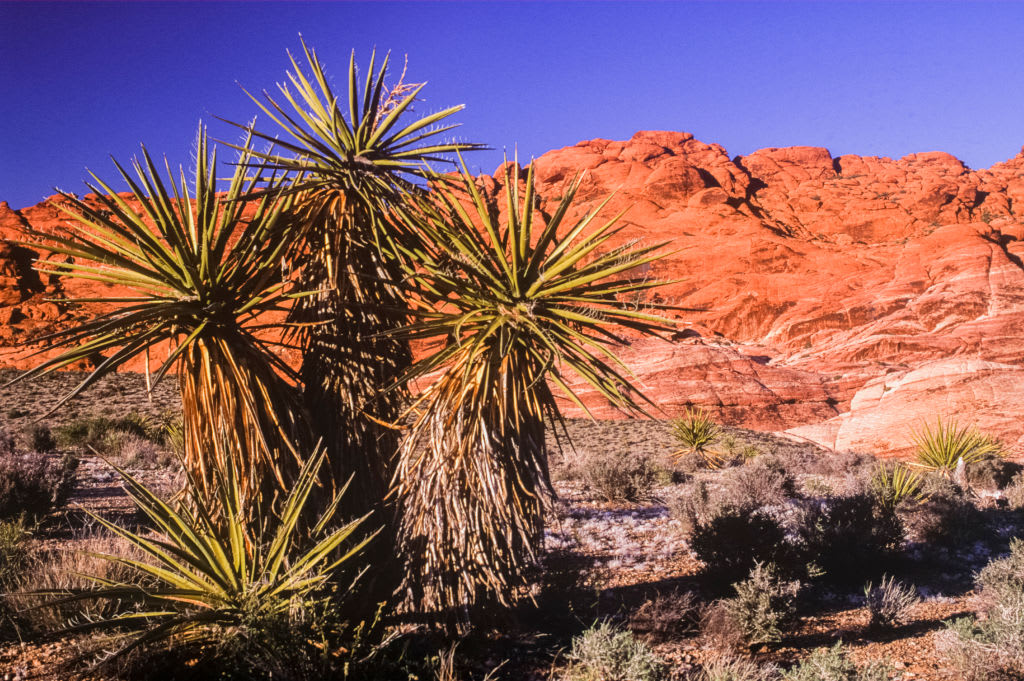 ETATS UNIS - NON DATE: Yucca dans l'aire nationale de conservation de Red Rock Canyon, dans le