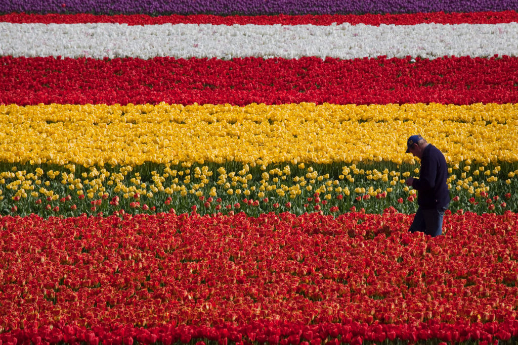 a grower walks through fields of flowers, Friday, April 24, 2009, in Lisse, Netherlands. The bulb