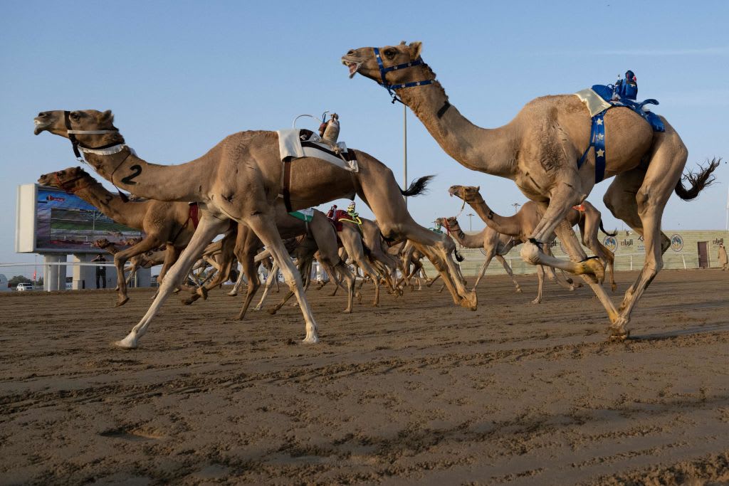 Camels fitted with robot jockeys compete during a race in Al Sheehaniya municipality in Doha on