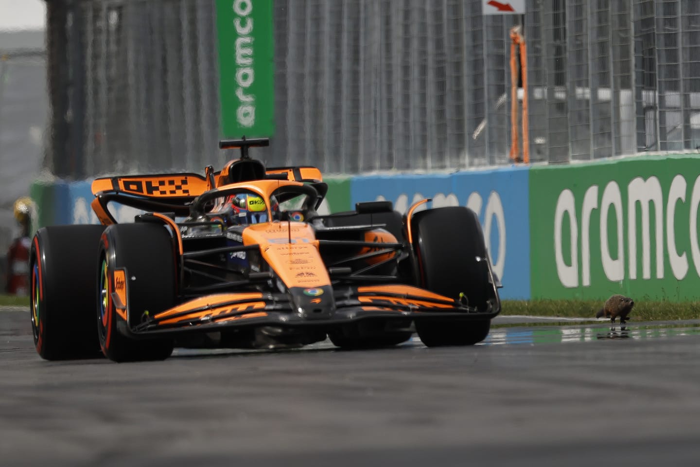 MONTREAL, QUEBEC - JUNE 08: Oscar Piastri of Australia driving the (81) McLaren MCL38 Mercedes next to a groundhog on track during qualifying ahead of the F1 Grand Prix of Canada at Circuit Gilles Villeneuve on June 08, 2024 in Montreal, Quebec. (Photo by Chris Graythen/Getty Images)