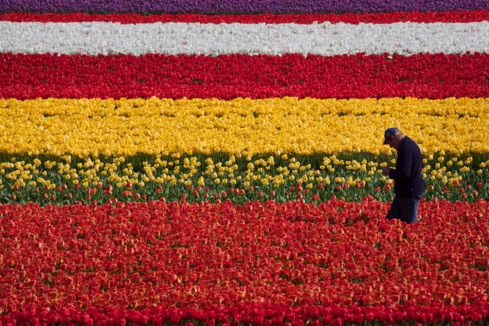 a grower walks through fields of flowers, Friday, April 24, 2009, in Lisse, Netherlands. The bulb