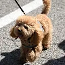Gasly’s miniature poodle Simboca was one of the star guests in the Imola paddock