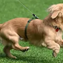 Leo Leclerc was a star in the Miami paddock