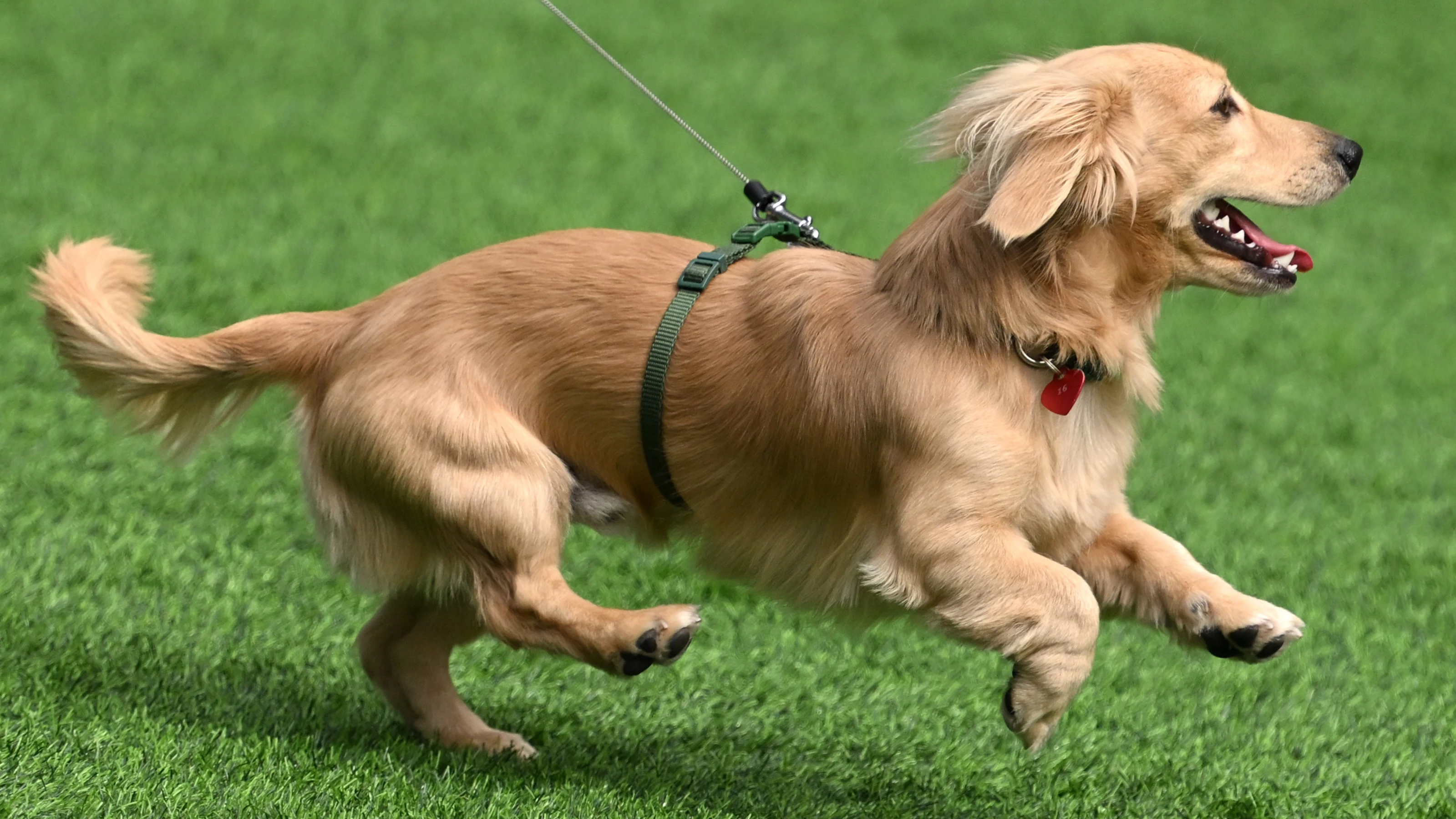MIAMI, FLORIDA - MAY 02: Leo, the dog of Charles Leclerc and Alexandra Saint Mleux runs around in