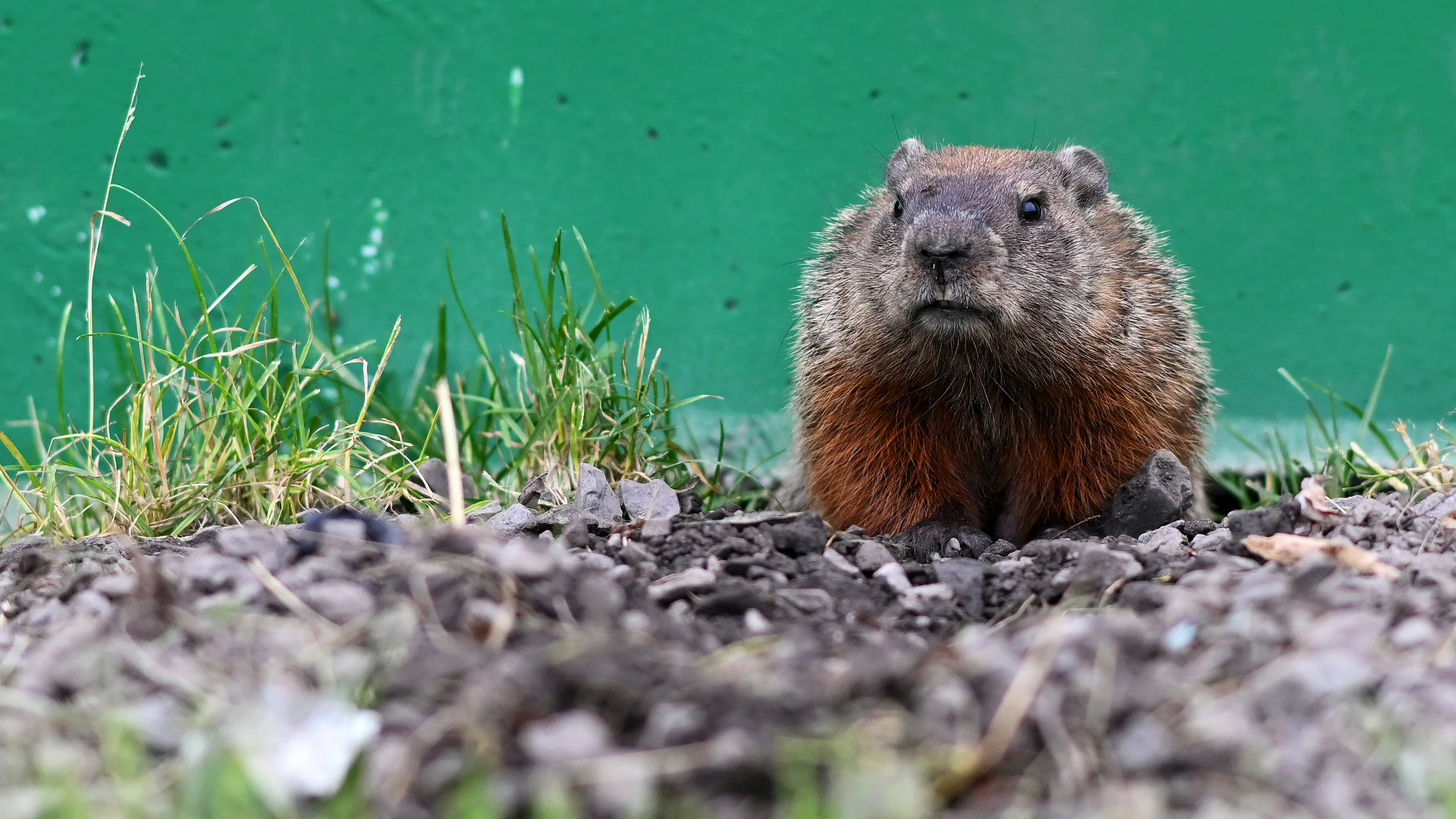 MONTREAL, QUEBEC - JUNE 06: A groundhog is seen trackside during previews ahead of the F1 Grand