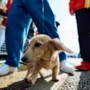 Fast becoming a celebrity, Leo Leclerc - Charles Leclerc's dog - seemed popular with fans at the track