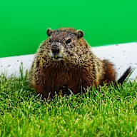 MONTREAL, QUEBEC - JUNE 12: A groundhog watches on trackside during previews ahead of F1 Academy